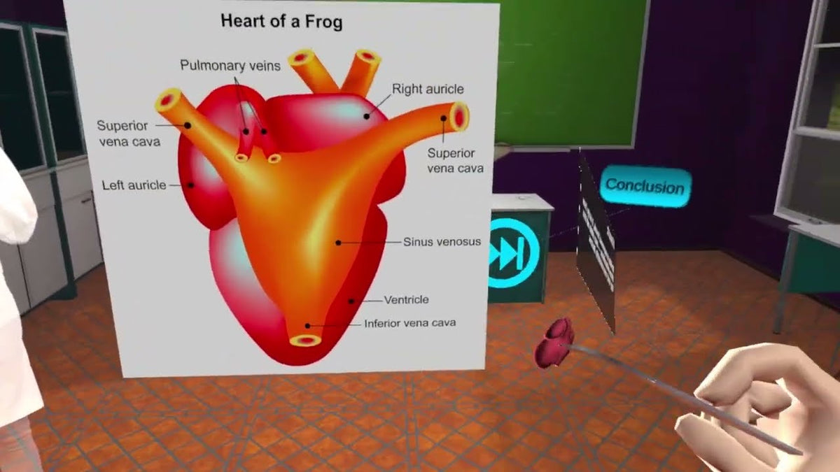 Frog heart anatomy in the VXRLabs frog dissection