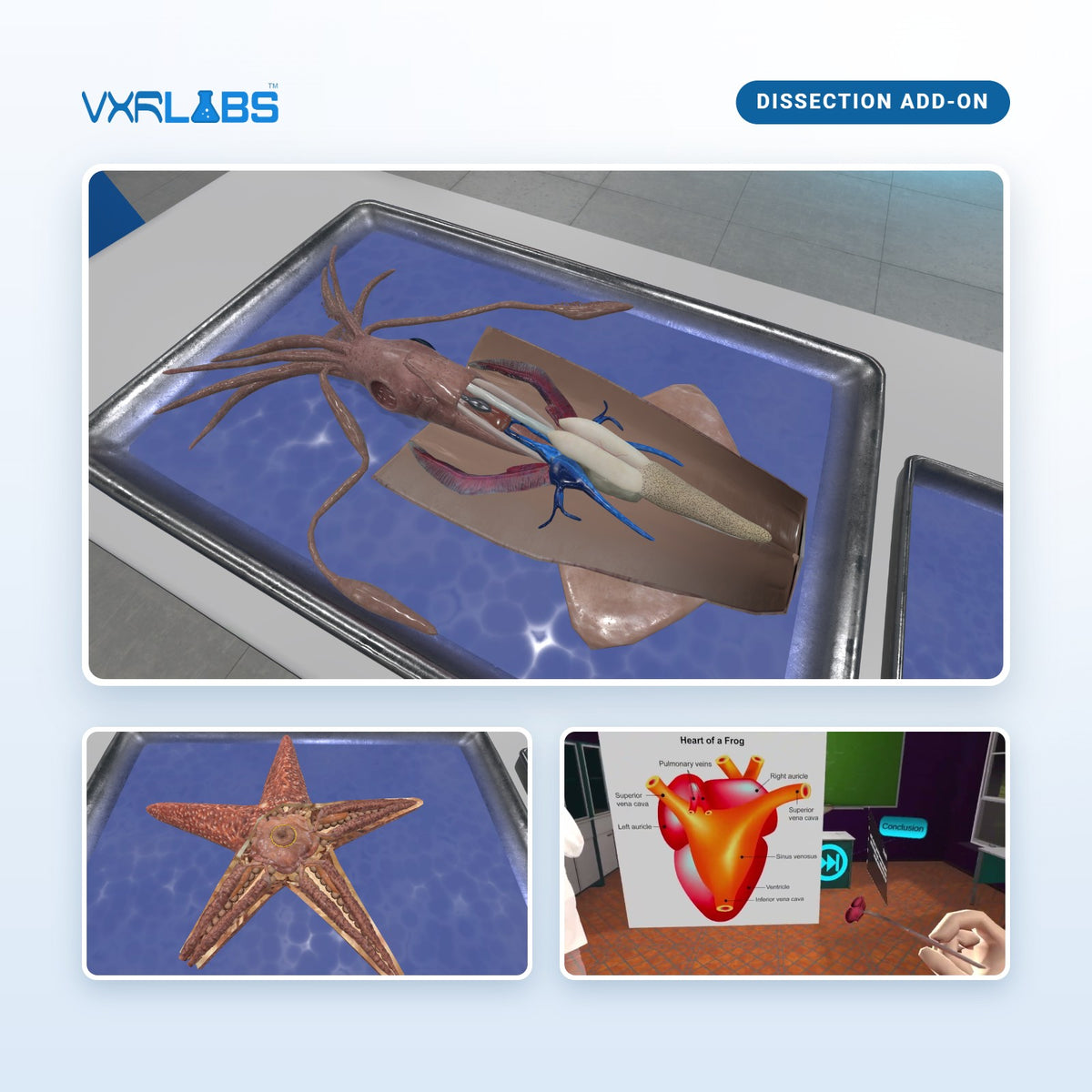 VXRLabs License + Dissection Add-On