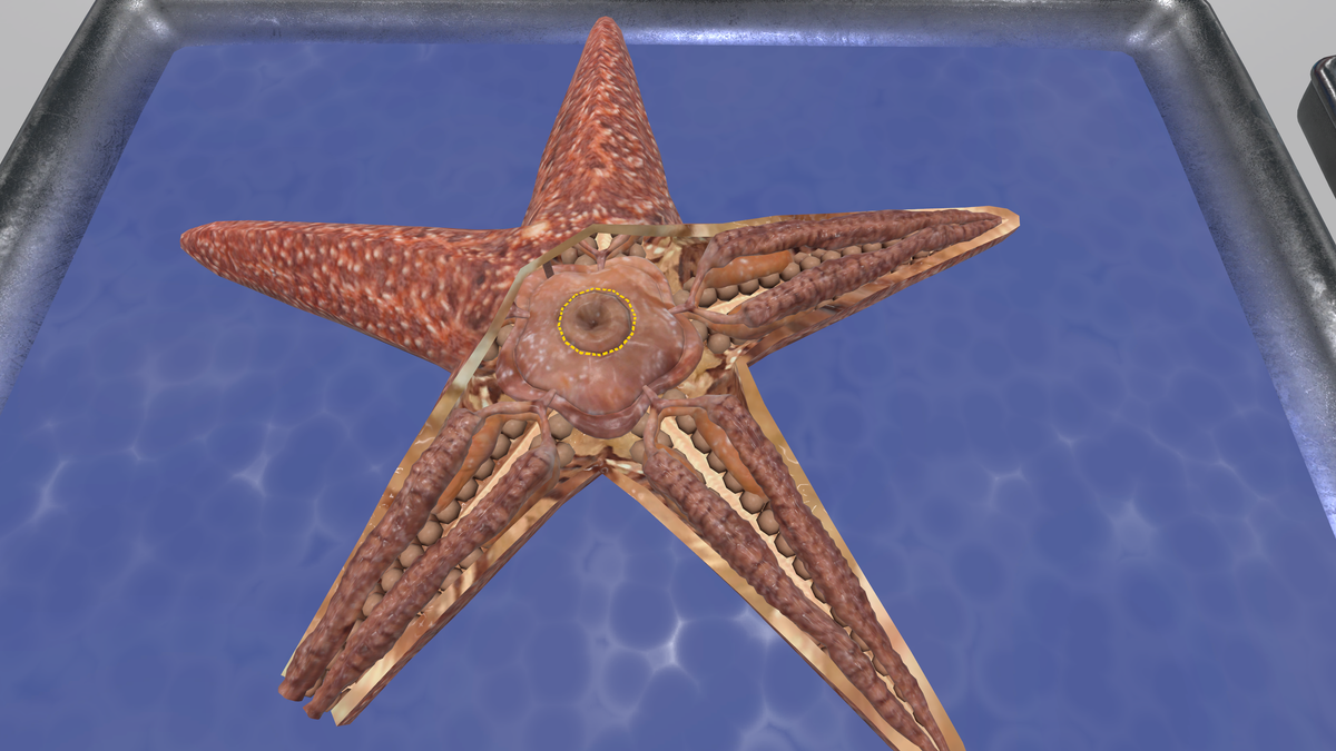Sea star on a dissection tray in VR