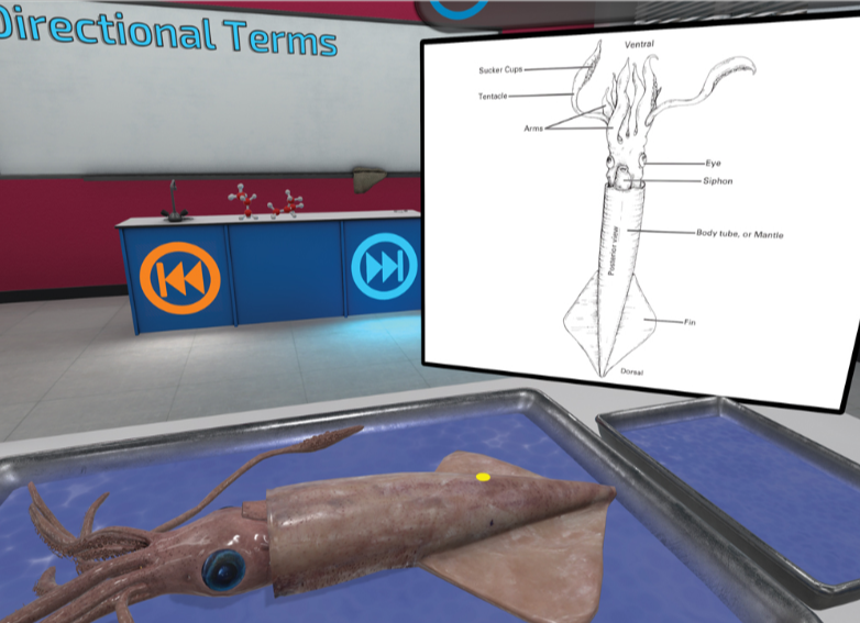 Squid dissection in VR with a directional terms diagram