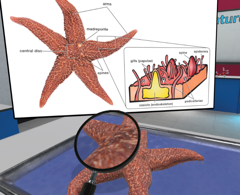 Sea star dissection in VR with a labeled anatomy diagram