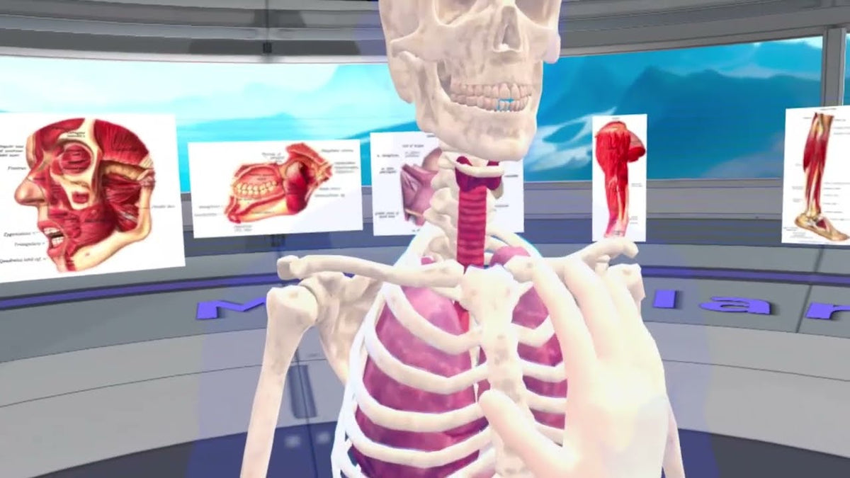 Skeleton and organ panels in the VXRLabs cadaver lab